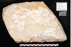 Foto (Objekt + Etikett) von Lepidodendron aculeatum St. (NHMW-GEO-2024-0188-11017)